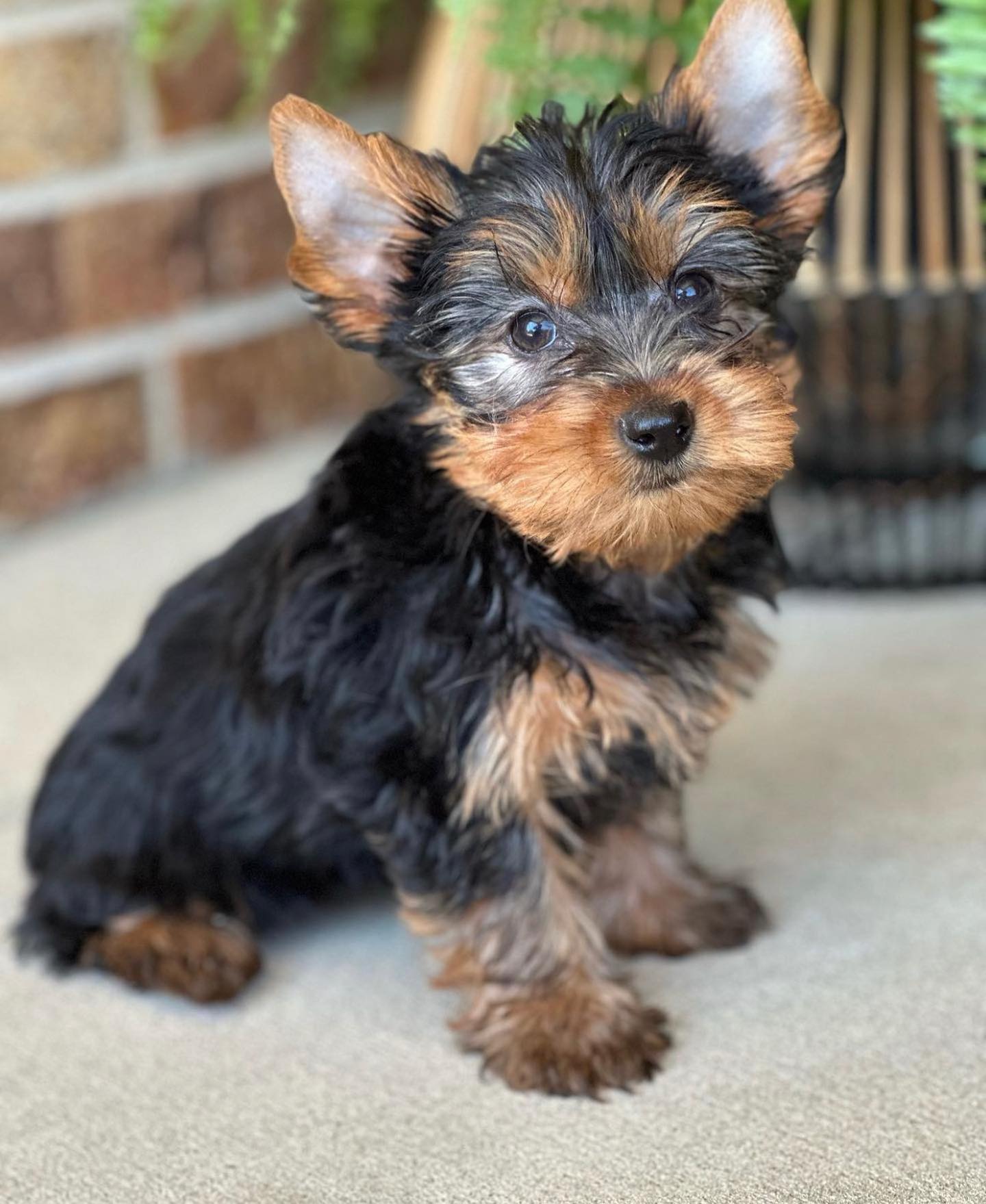 Jake - Male Yorkie Puppy